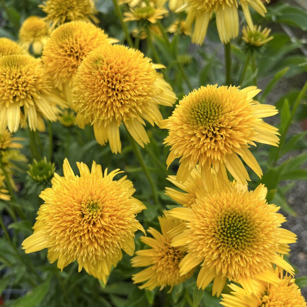 Echinacea jeżówka SECRET GLOW - 2
