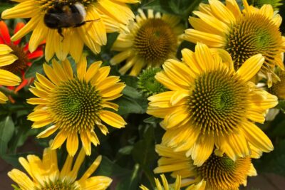 Echinacea jeżówka SECRET GLOW