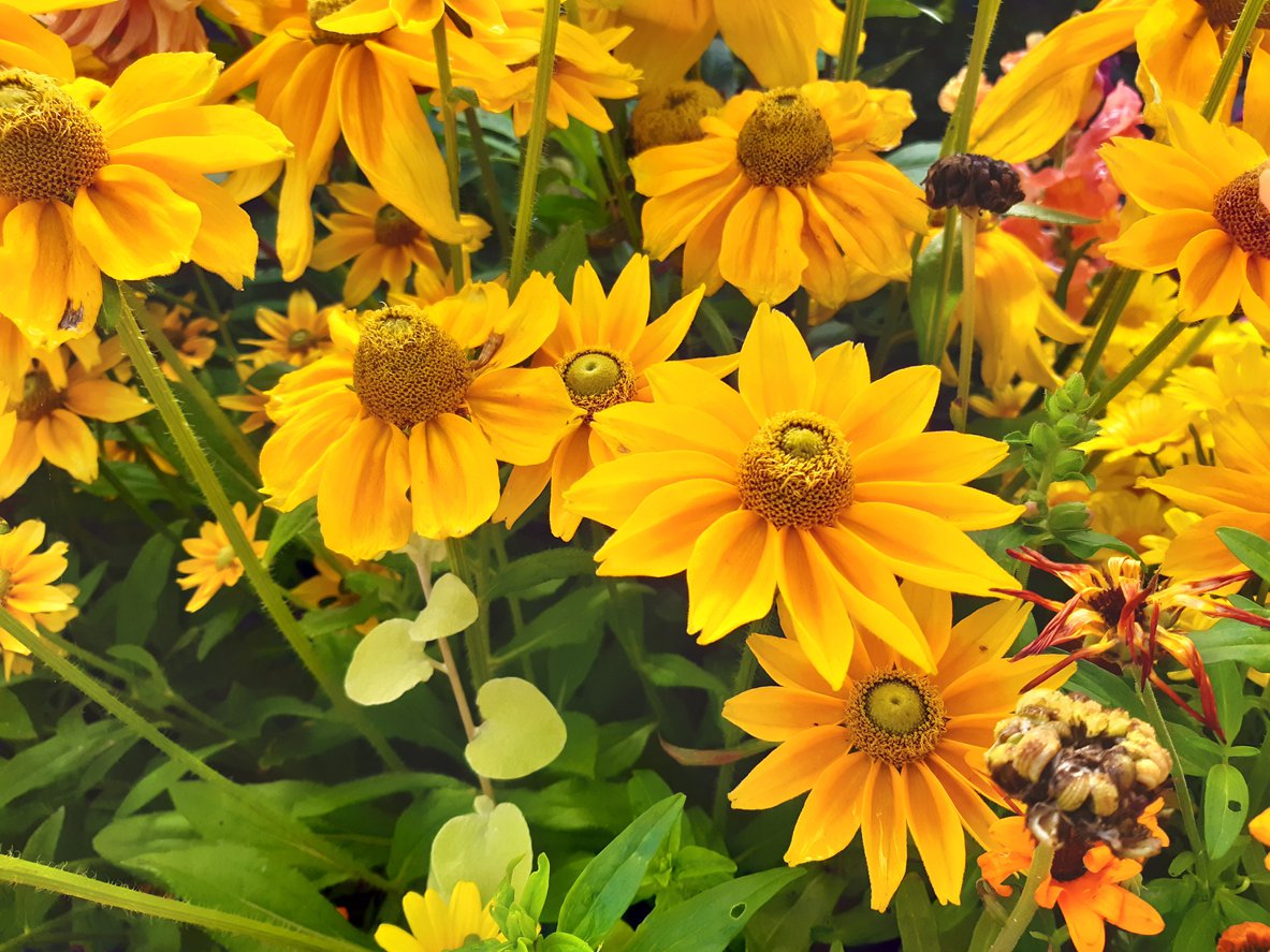 Echinacea jeżówka SECRET GLOW - 3