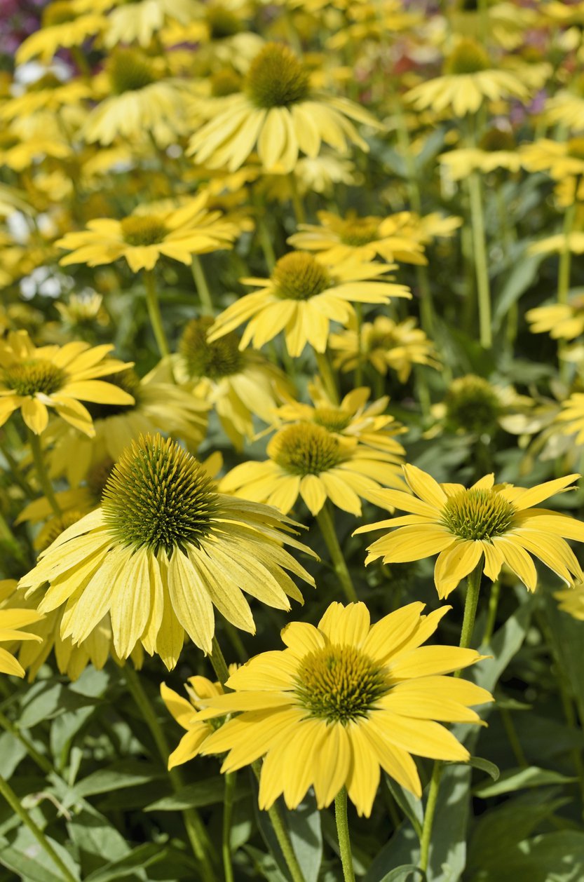 Echinacea jeżówka SECRET GLOW - 4