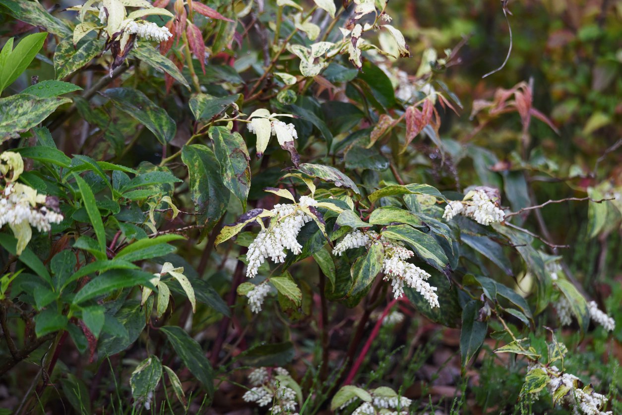 Kiścień LITTLE FLAMES - 4