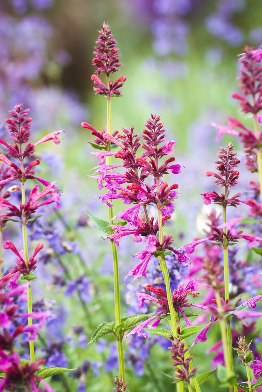 Kłosowiec KUDOS CORAL - 3