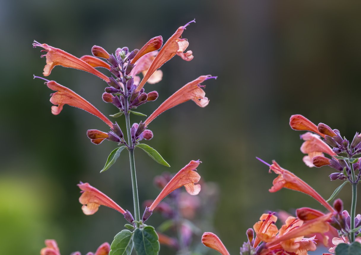 Kłosowiec KUDOS CORAL - 4