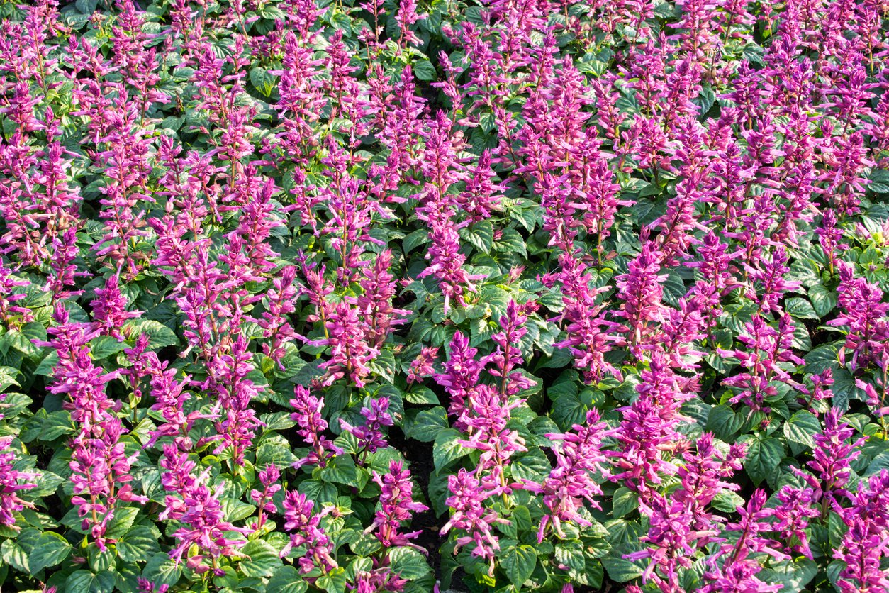 Kłosowiec MORELLO - 4