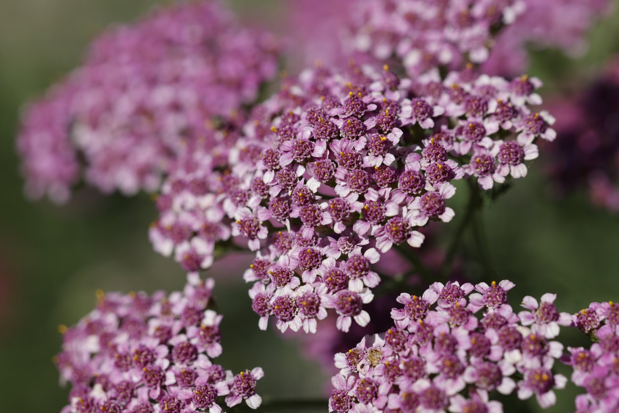 Krwawnik pospolity APPLE BLOSSOM
