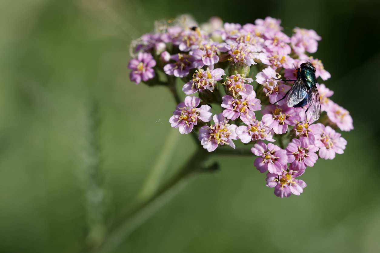 Krwawnik pospolity APPLE BLOSSOM - 3