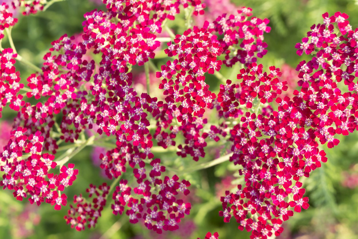 Krwawnik pospolity PAPRIKA - 3