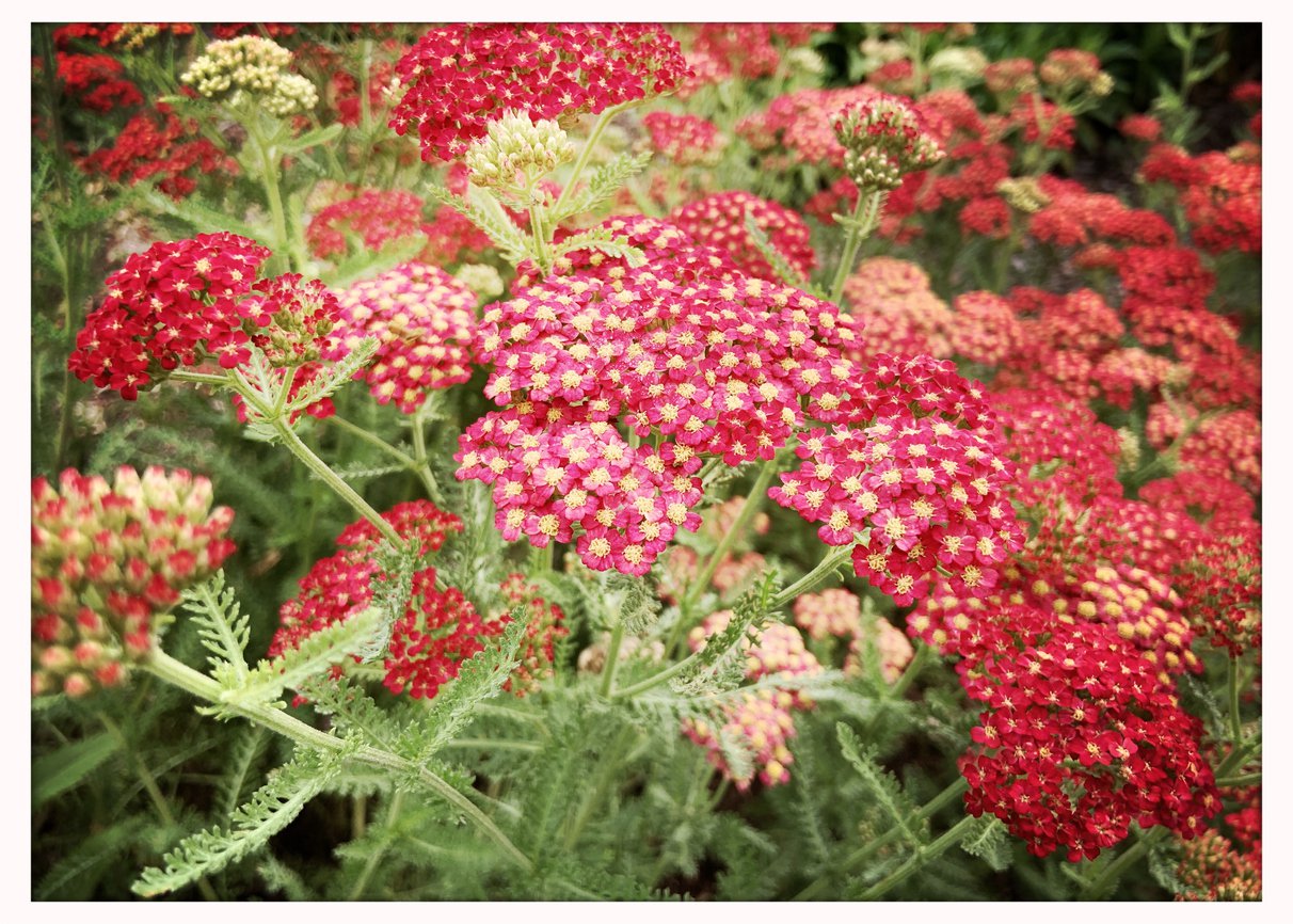 Krwawnik pospolity PAPRIKA - 4