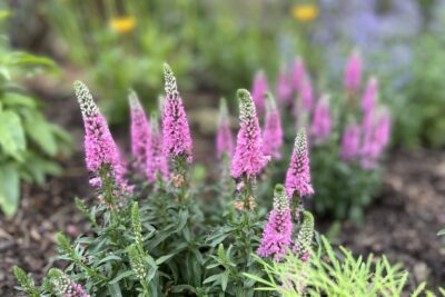 Przetacznik długolistny FIRST LOVE