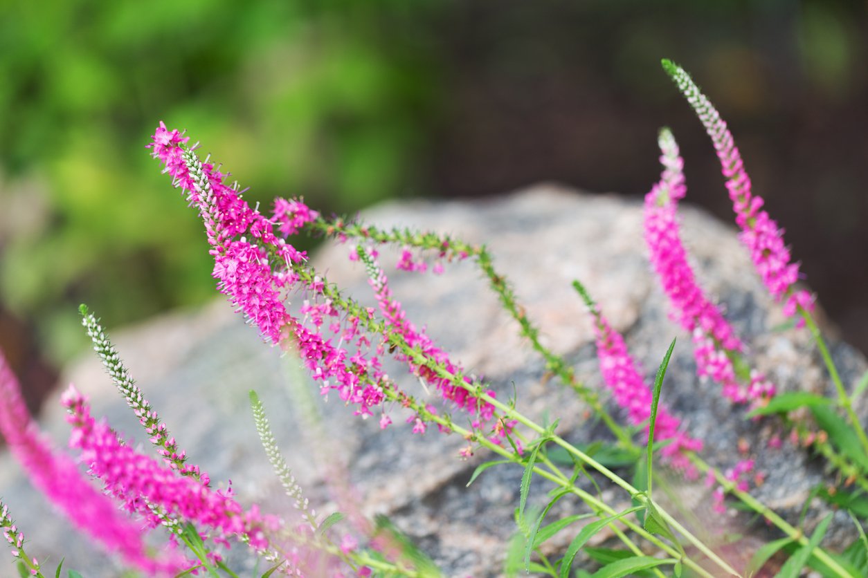 Przetacznik długolistny FIRST LOVE - 4