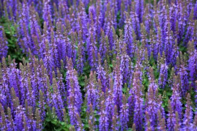 Przetacznik długolistny FISRT GLORY