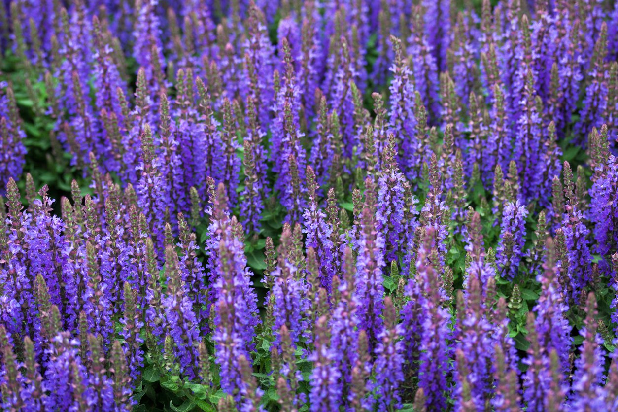 Przetacznik długolistny FISRT GLORY
