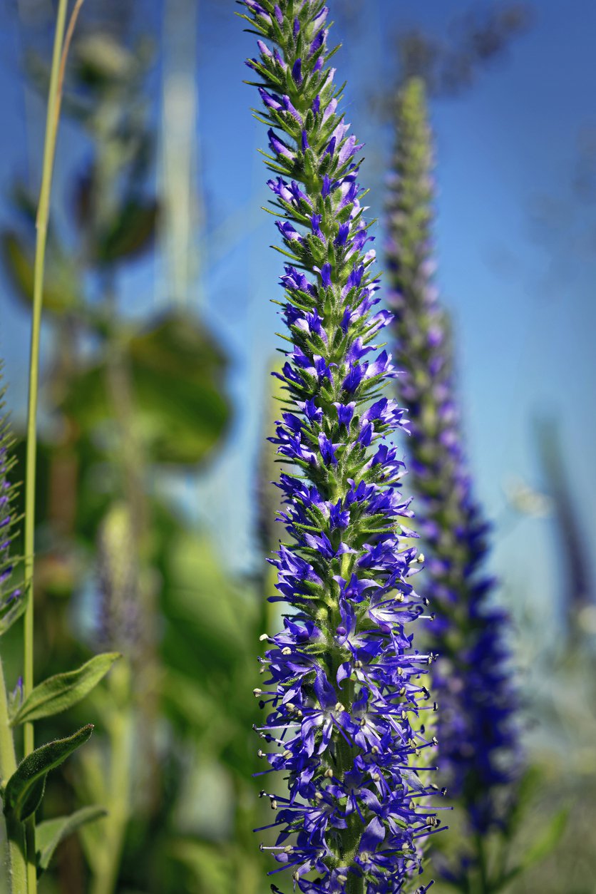 Przetacznik długolistny FISRT GLORY - 4