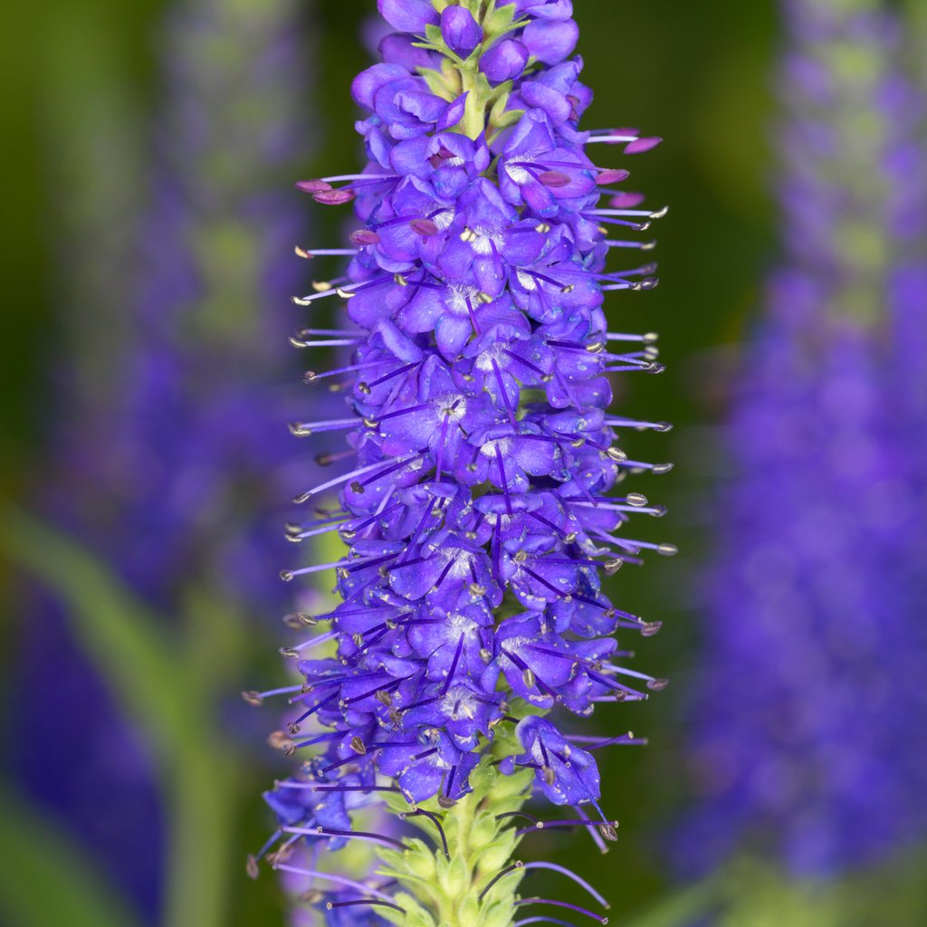 Przetacznik długolistny FISRT GLORY - 2