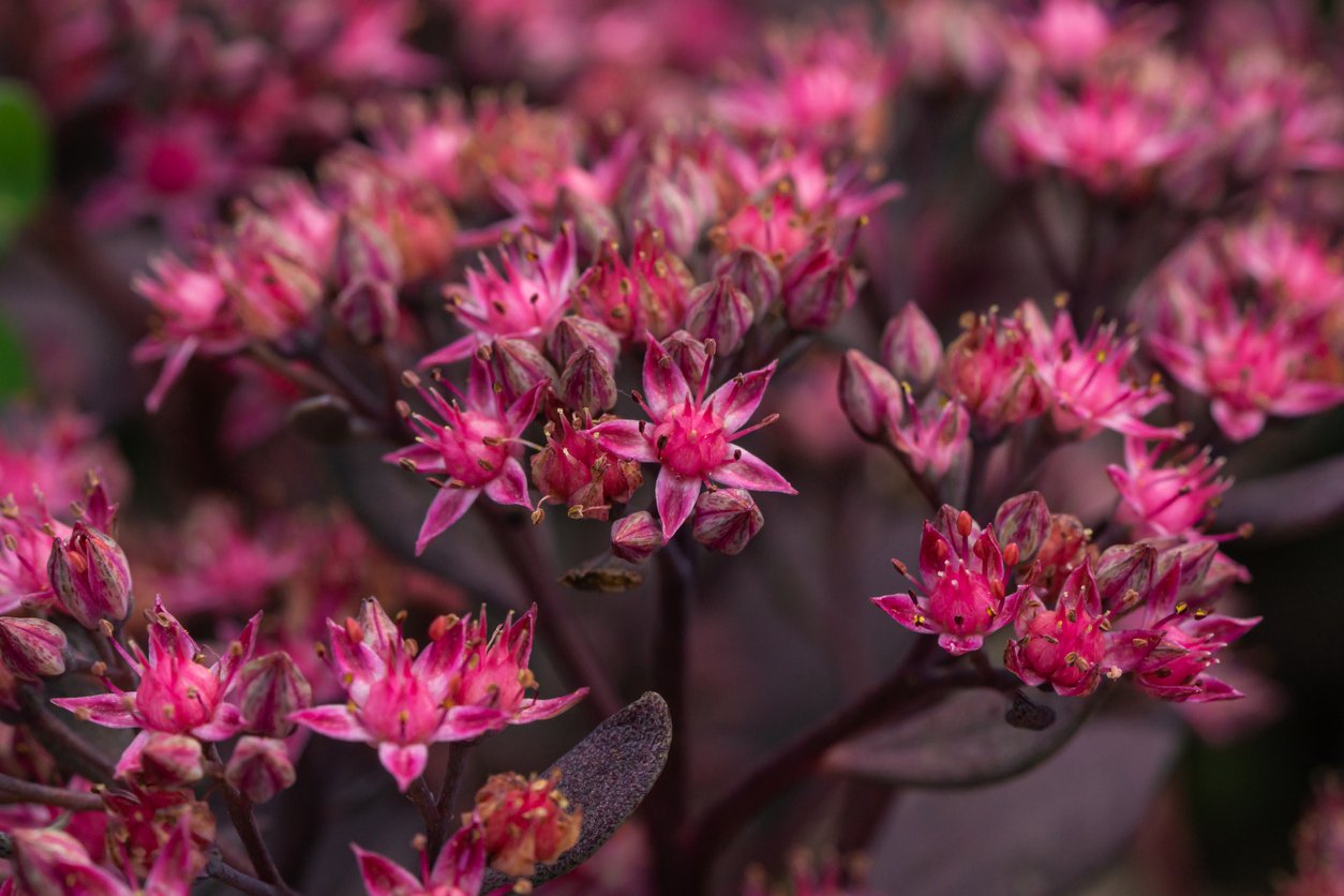 Rozchodnik karpacki DARK MAGIC - 3