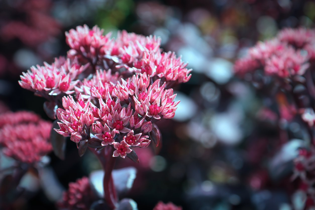 Rozchodnik karpacki DARK MAGIC - 4