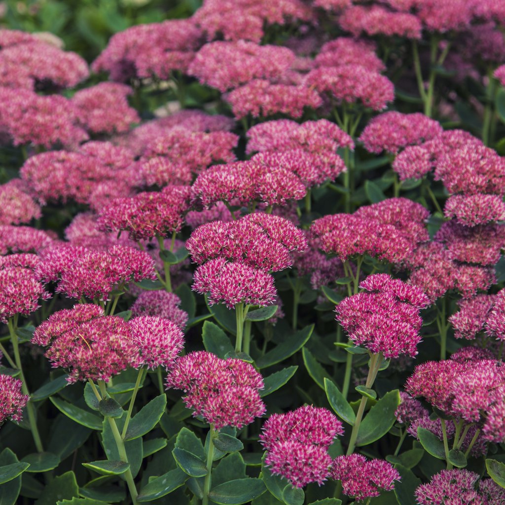 Rozchodnik THUNDERHEAD