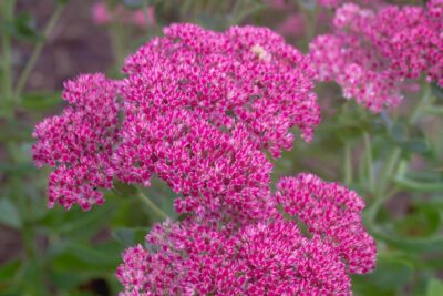 Rozchodnik okazały MR GOODBUD