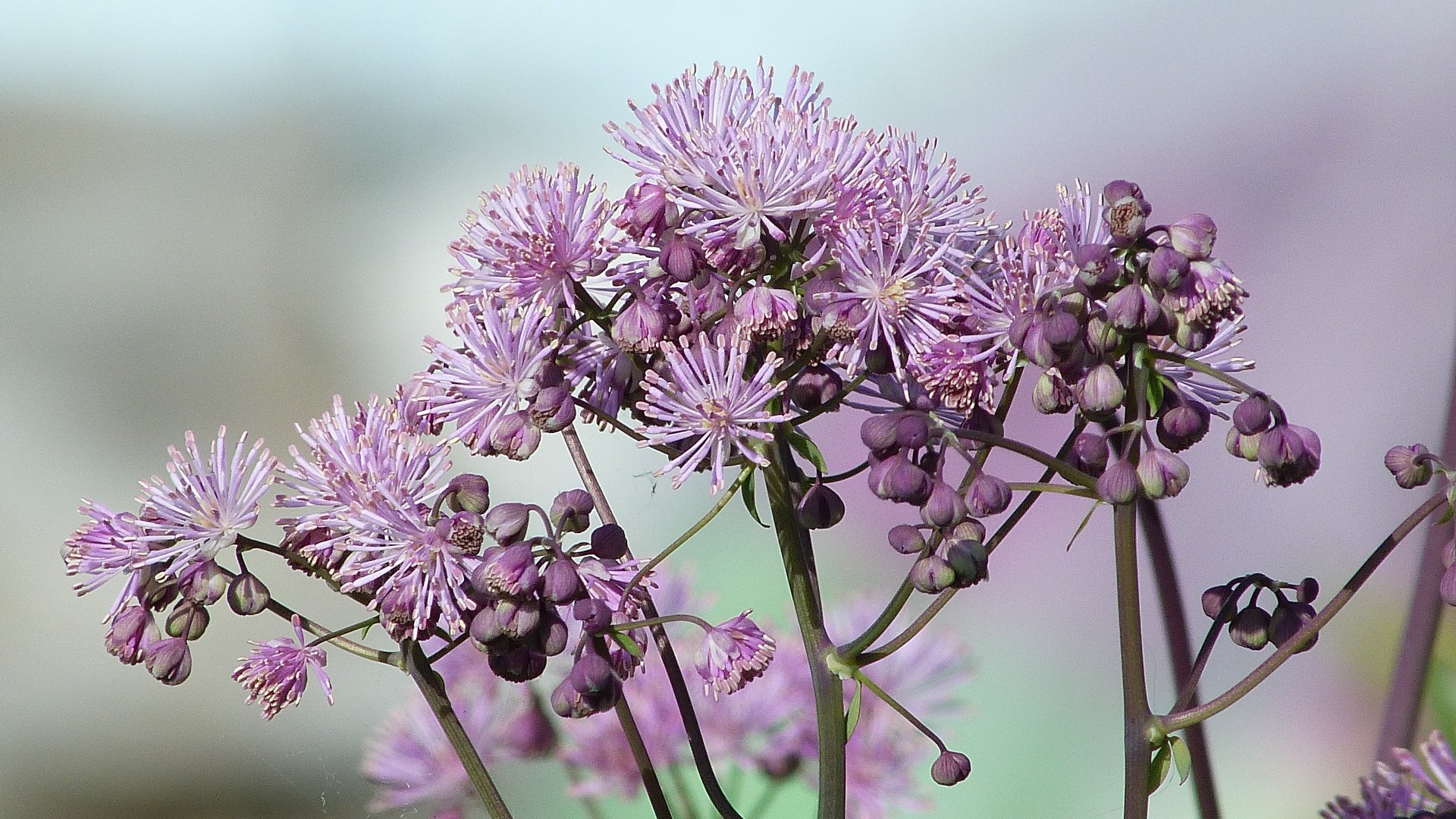 Rutewka BLACK STOCKINGS - 4