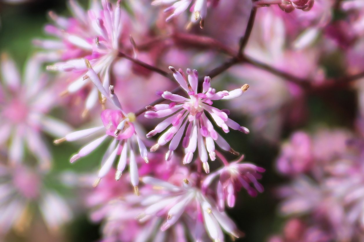 Rutewka NIMBUS PINK - 4