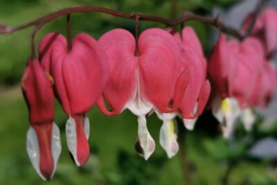 Serduszka okazała GOLD HEART