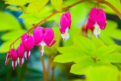 Serduszka okazała VALENTINE