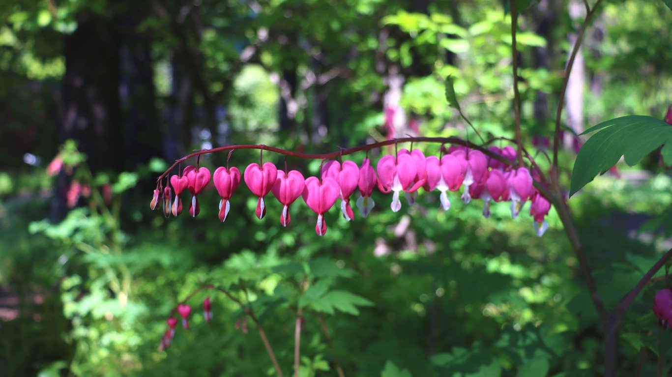 Serduszka okazała VALENTINE - 2