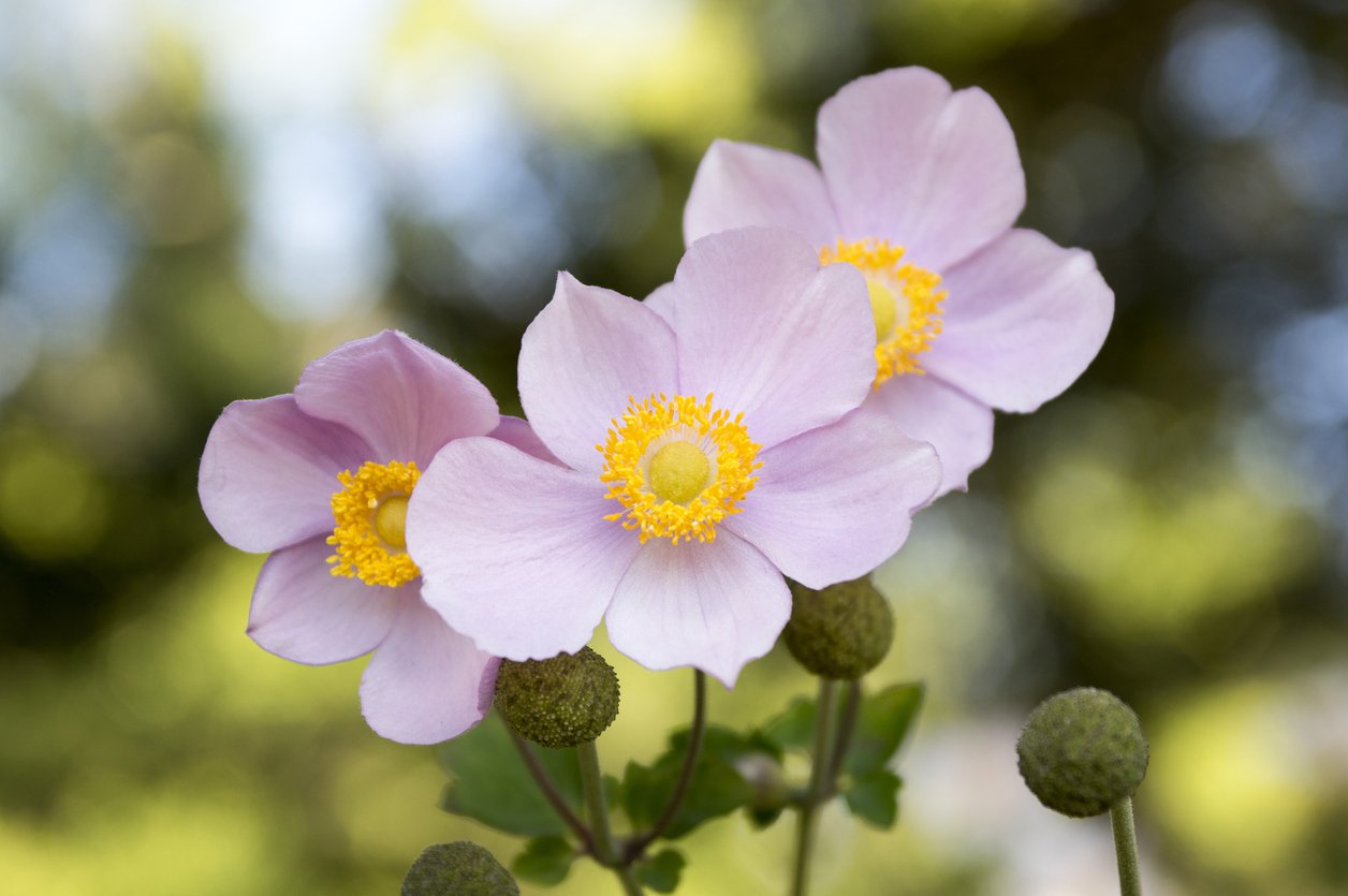 ZAWILEC JAPOŃSKI KONIGIN CHARLOTTE