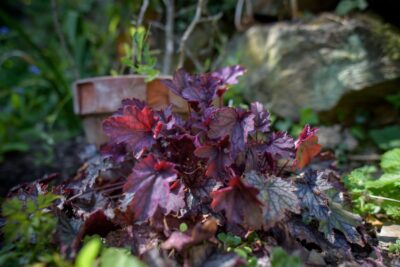 ŻURAWKA GEORGIA PLUM