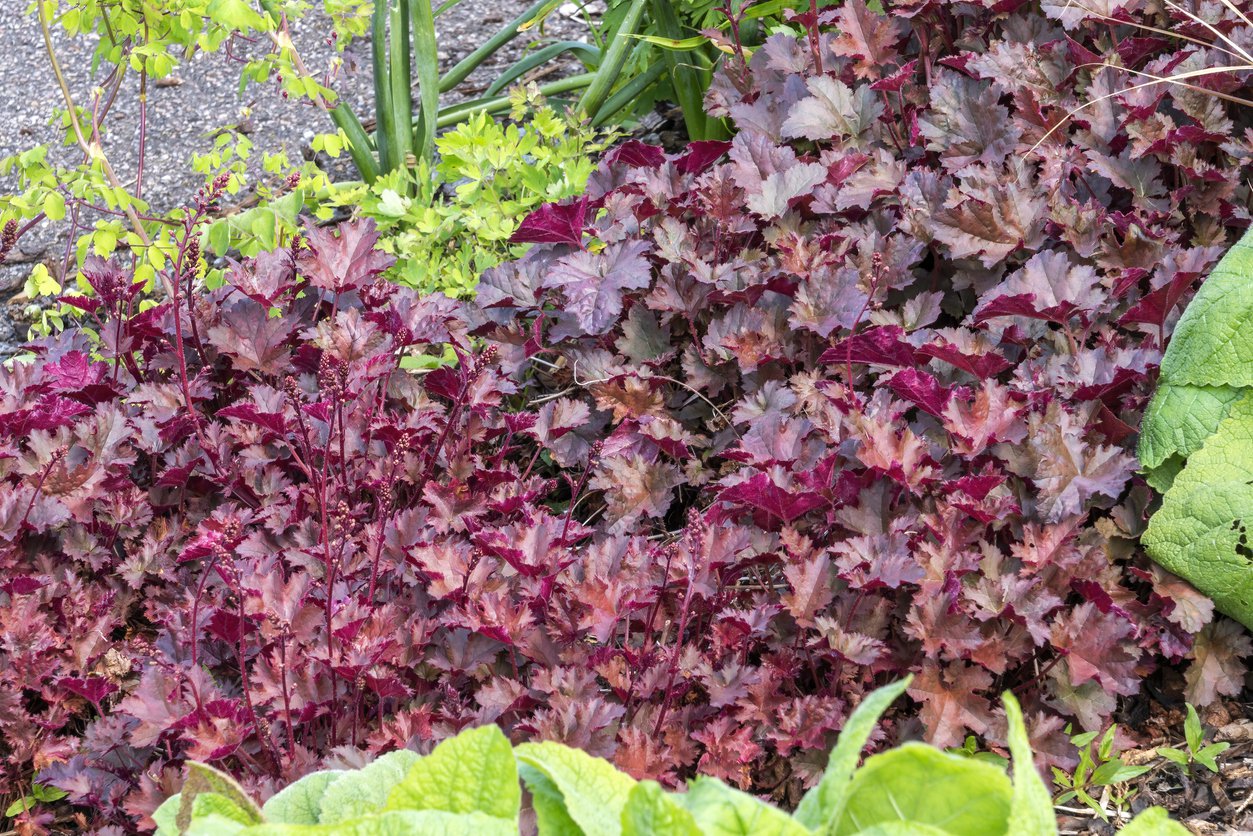 ŻURAWKA GEORGIA PLUM - 2