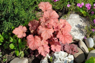 ŻURAWKA PEACH FLAMBE