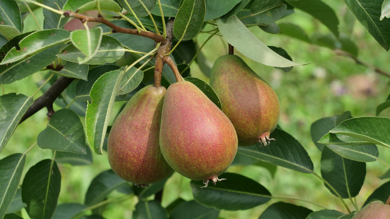 grusza LUKASÓWKA - 3