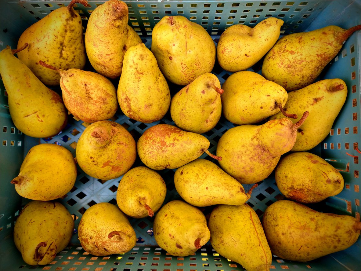 grusza GENERAL LECLERC - 2