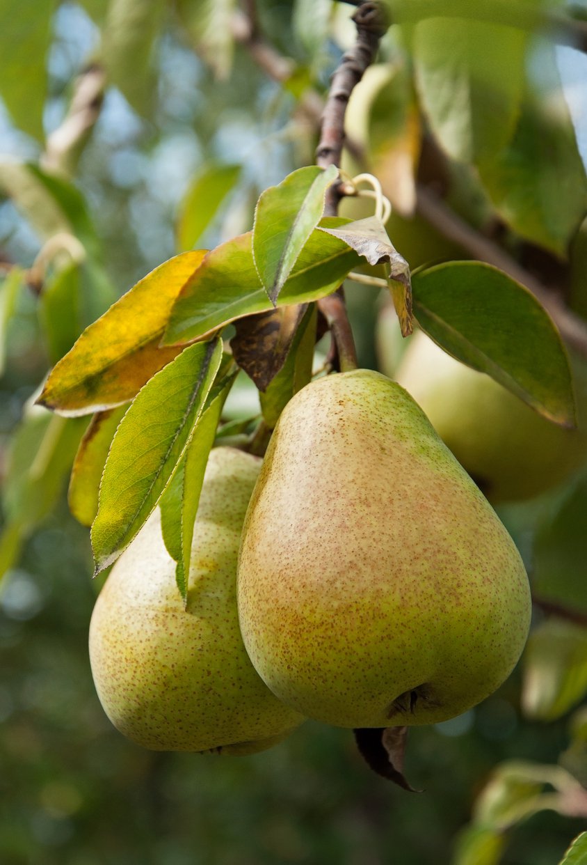 Grusza Józefinka - 3