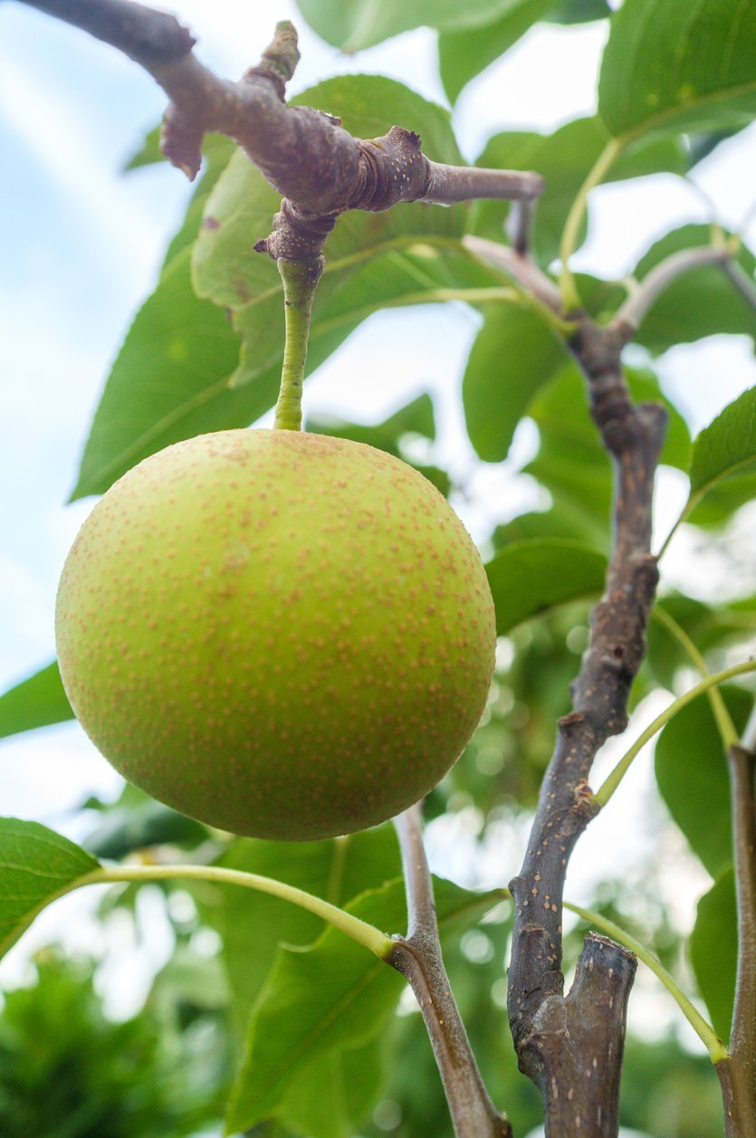 Grusza SHINSEIKI - 3