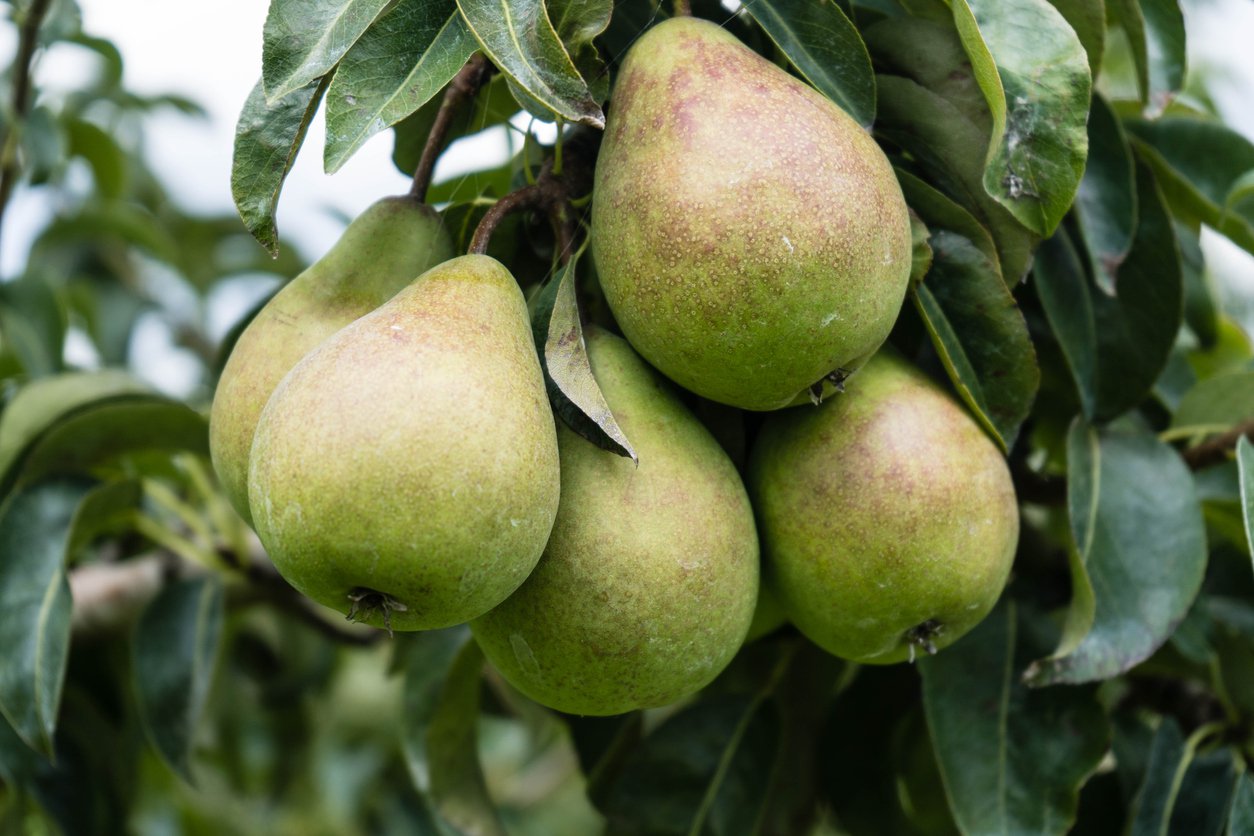 grusza KOMISÓWKA - 2