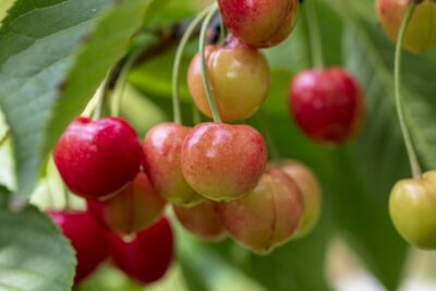 Czereśnia VEGA karłowa GISELA 5 w DONICZCE