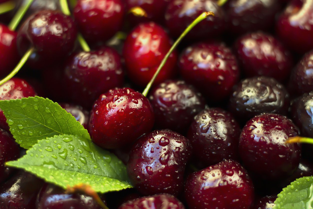 Czereśnia SAM karłowa GISELA 5 w DONICZCE