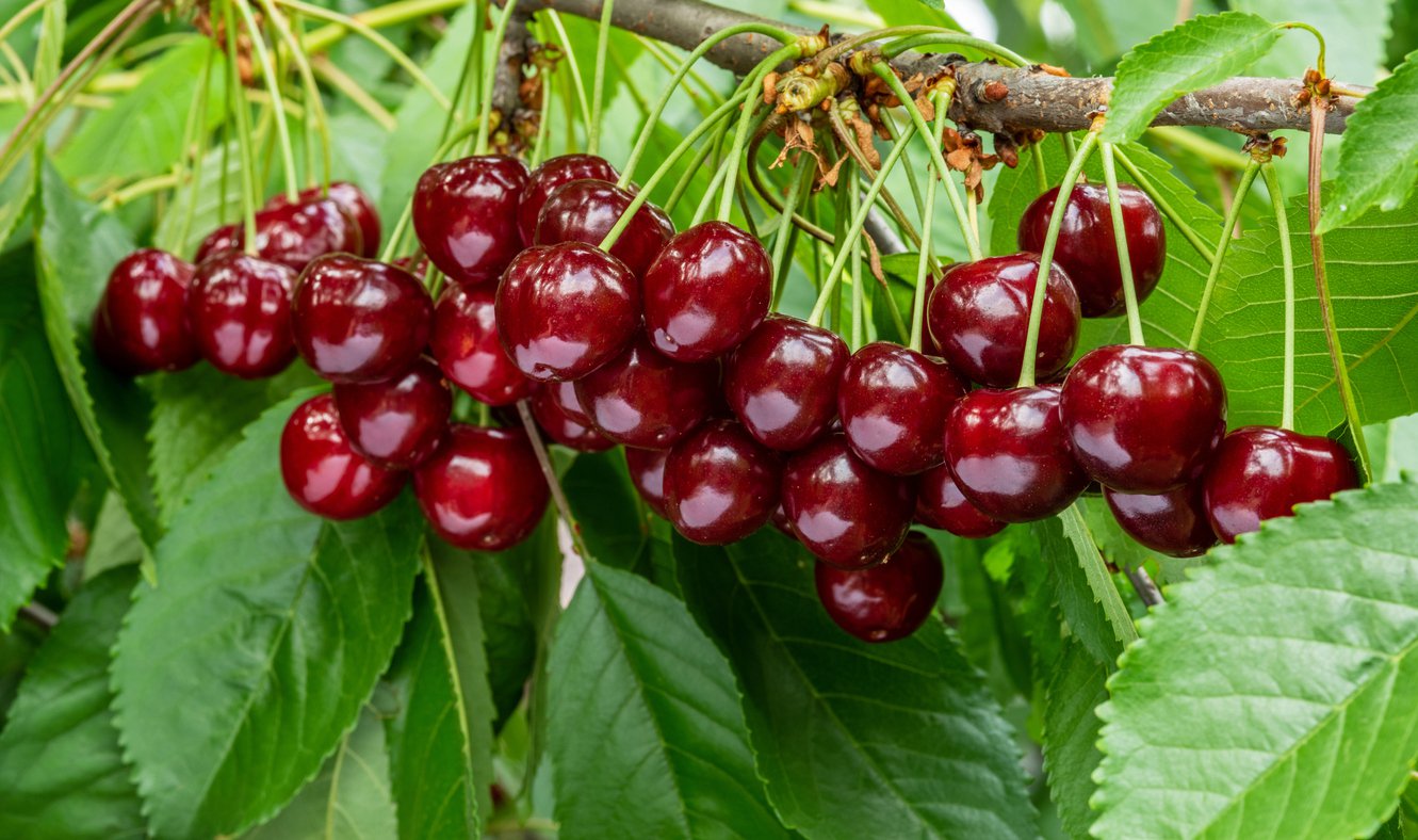 Czereśnia SAM karłowa GISELA 5 w DONICZCE - 3