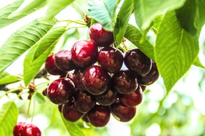 Czereśnia REGINA karłowa GISELA 5