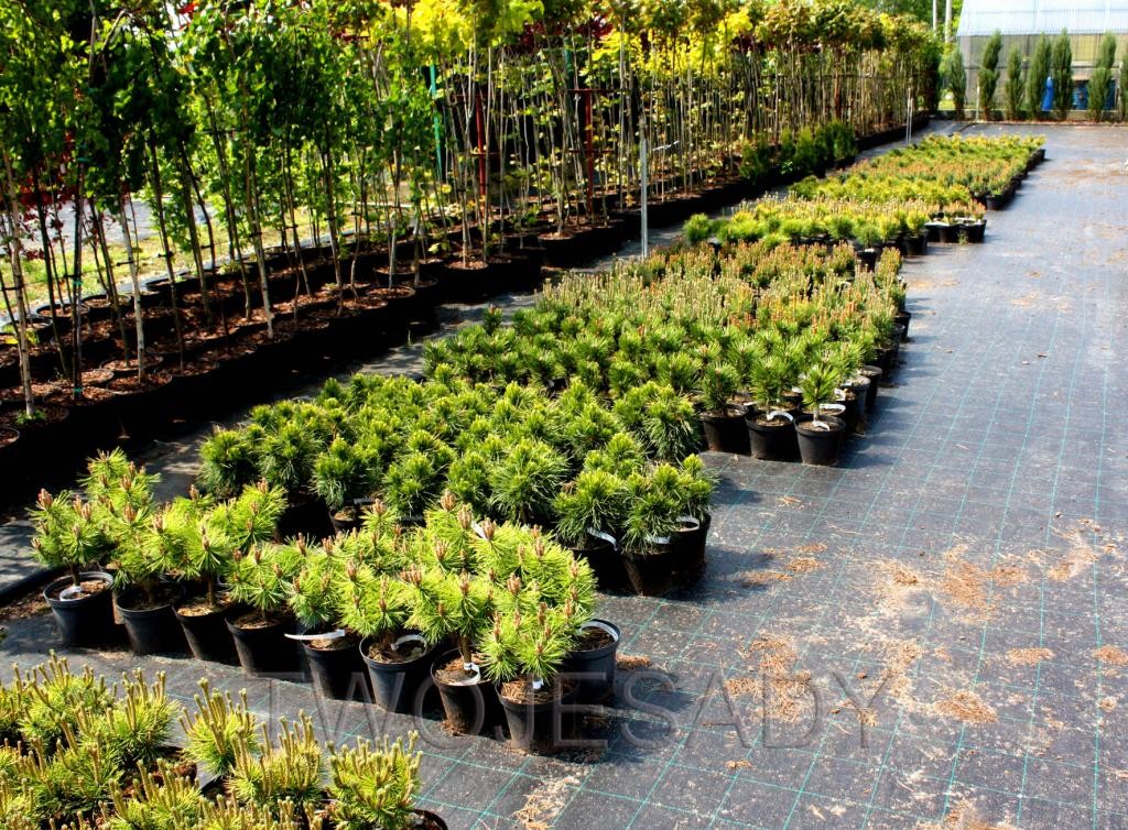 Sosna GLOBOSA VIRIDIS 30 cm szczepiona doniczka - 3