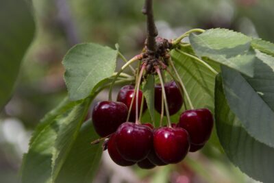 Czereśnia BURLAT karłowa GISELA 5