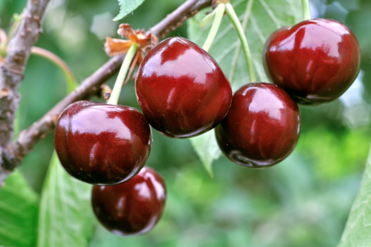 Czereśnia ROSYJSKA SIESTRONKA - 3