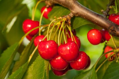 Czereśnia KANADYJSKA