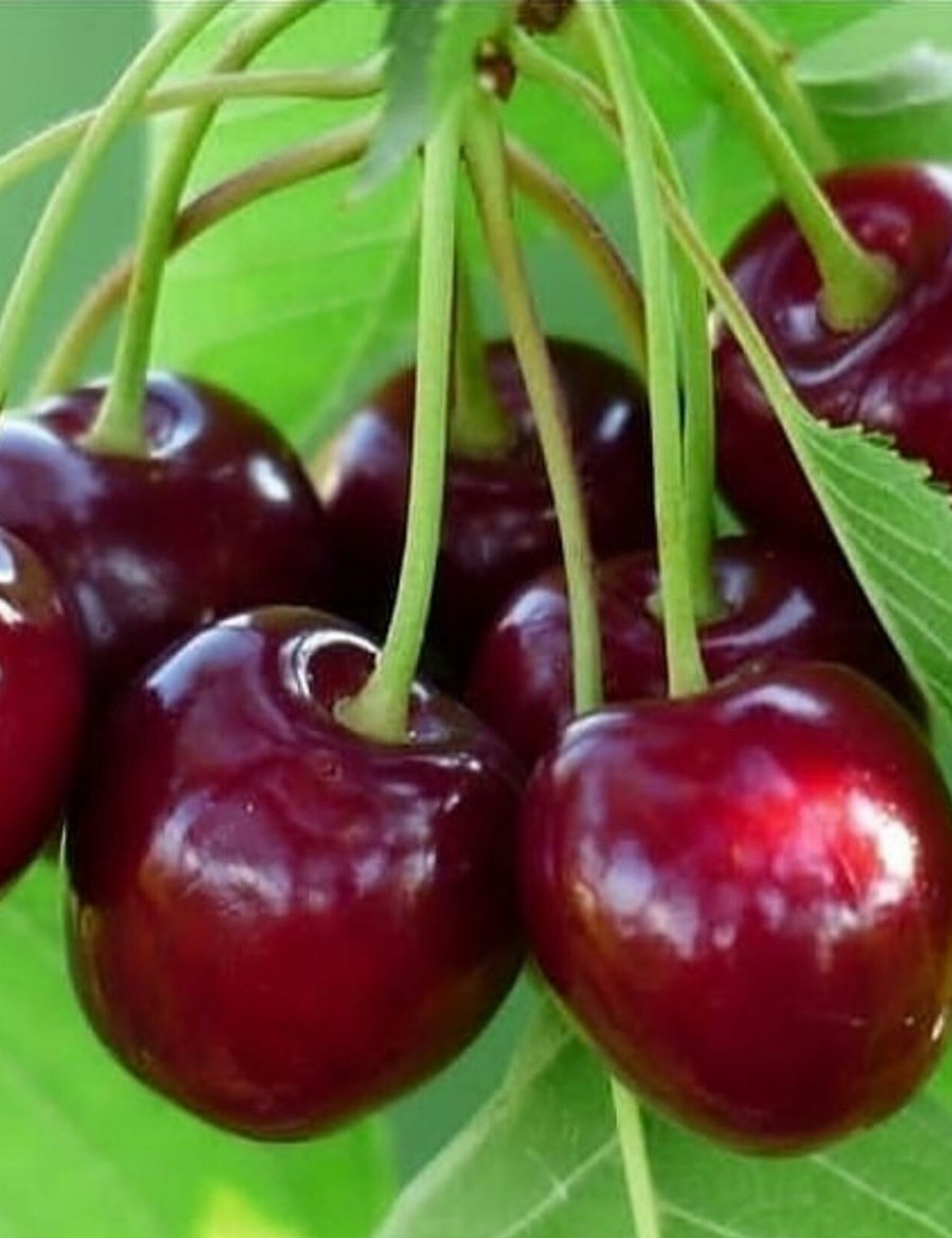 Czereśnia UKRAIŃSKA - 2