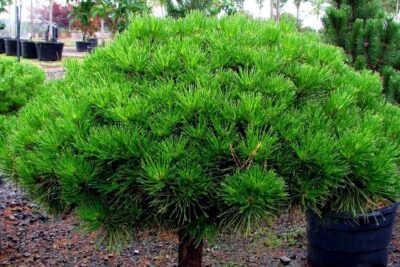 Sosna JANE KLUIS szczepiona