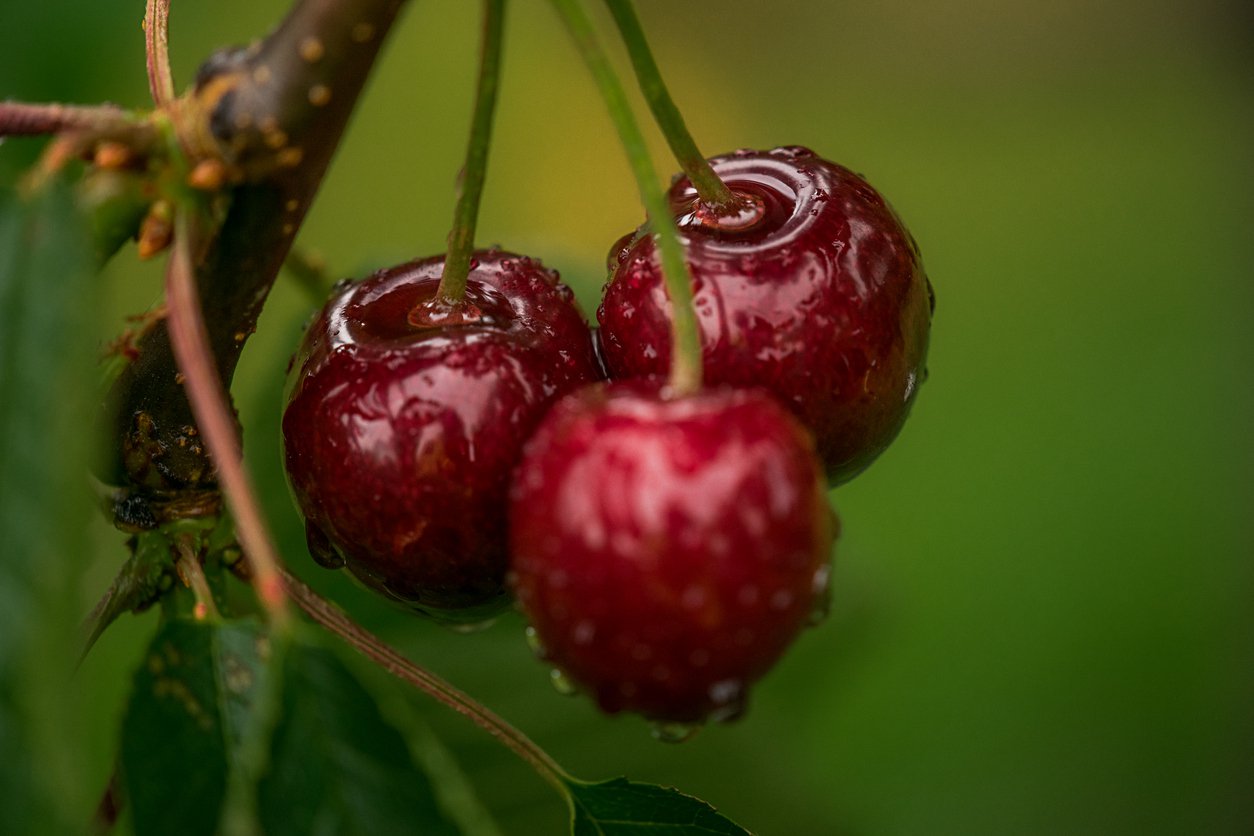 Czereśnia MAJÓWKA RIVAN - 2