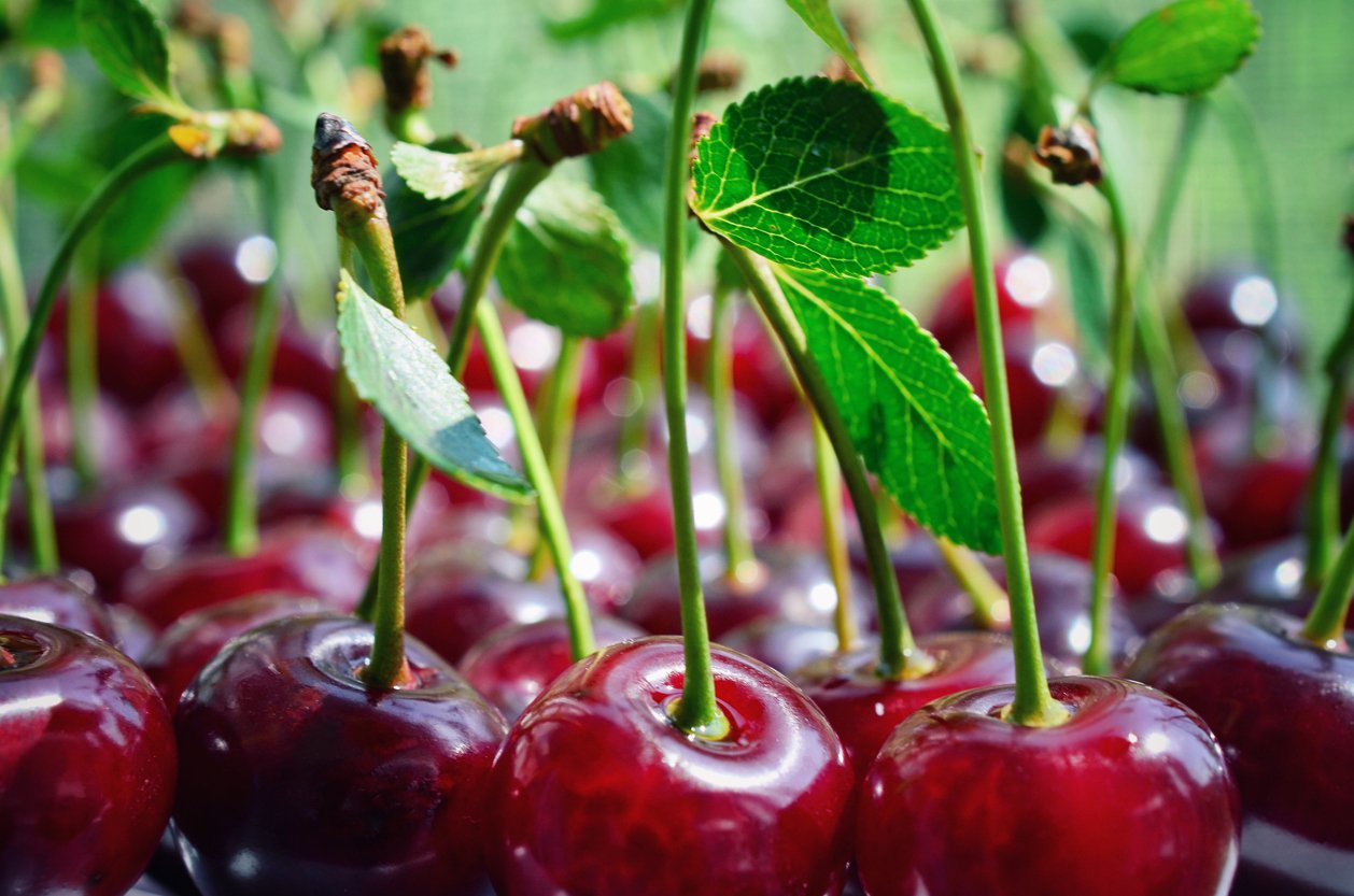 Czereśnia MAJÓWKA RIVAN - 3