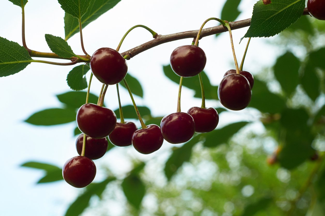 Czereśnia SYLVIA - 2