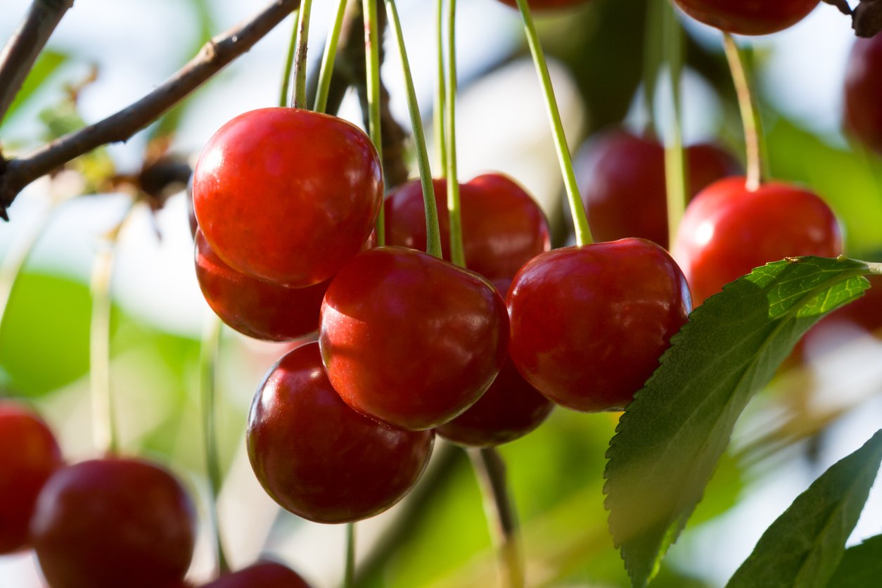 Czereśnia REGINA - 2